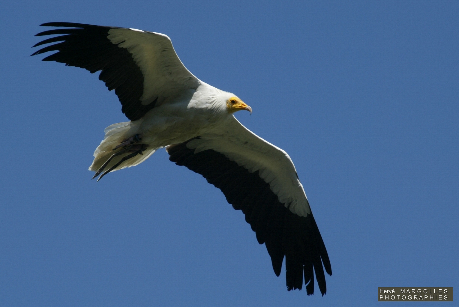 Vautour percnoptere-02.JPG